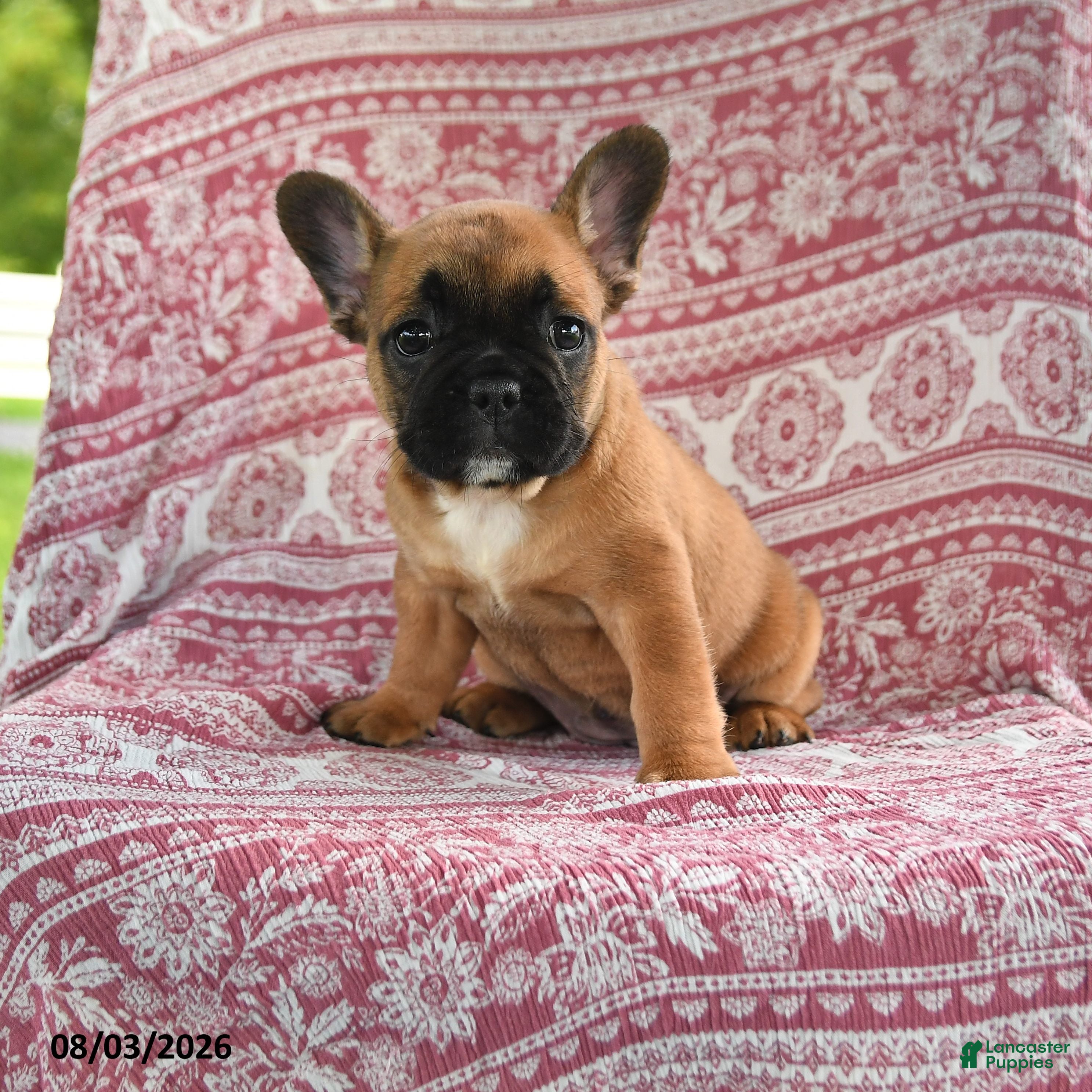 French Bulldog dogs for sale: Maggie - Ad 3