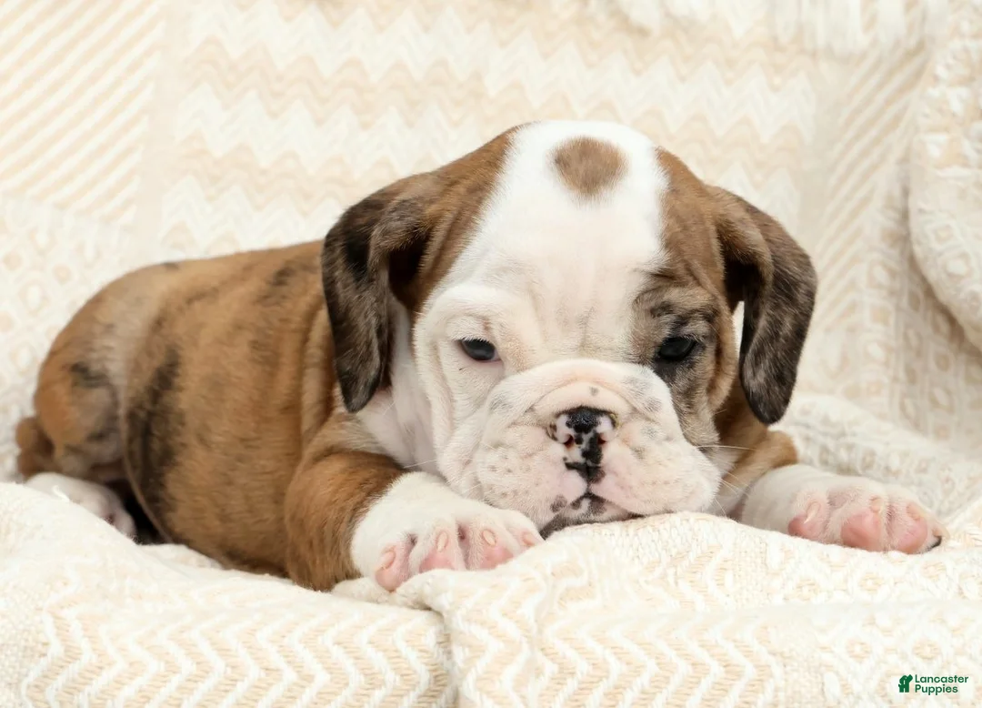 English Bulldog dogs for sale: Lettie - Ad 1