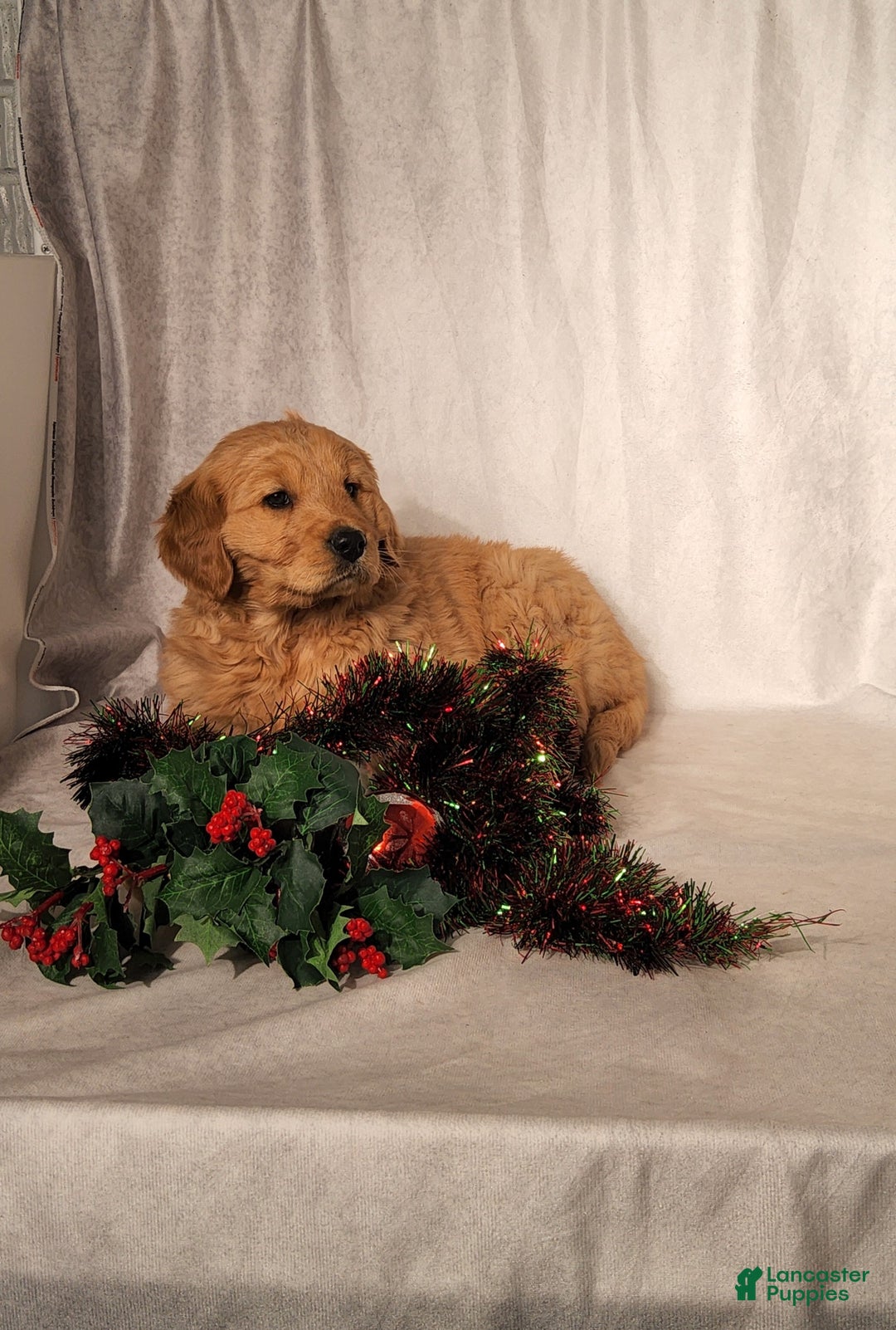 Goldendoodle dogs for sale: Betsy - Ad 7