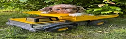 Dachshund dogs for sale: Cruz - Ad 1
