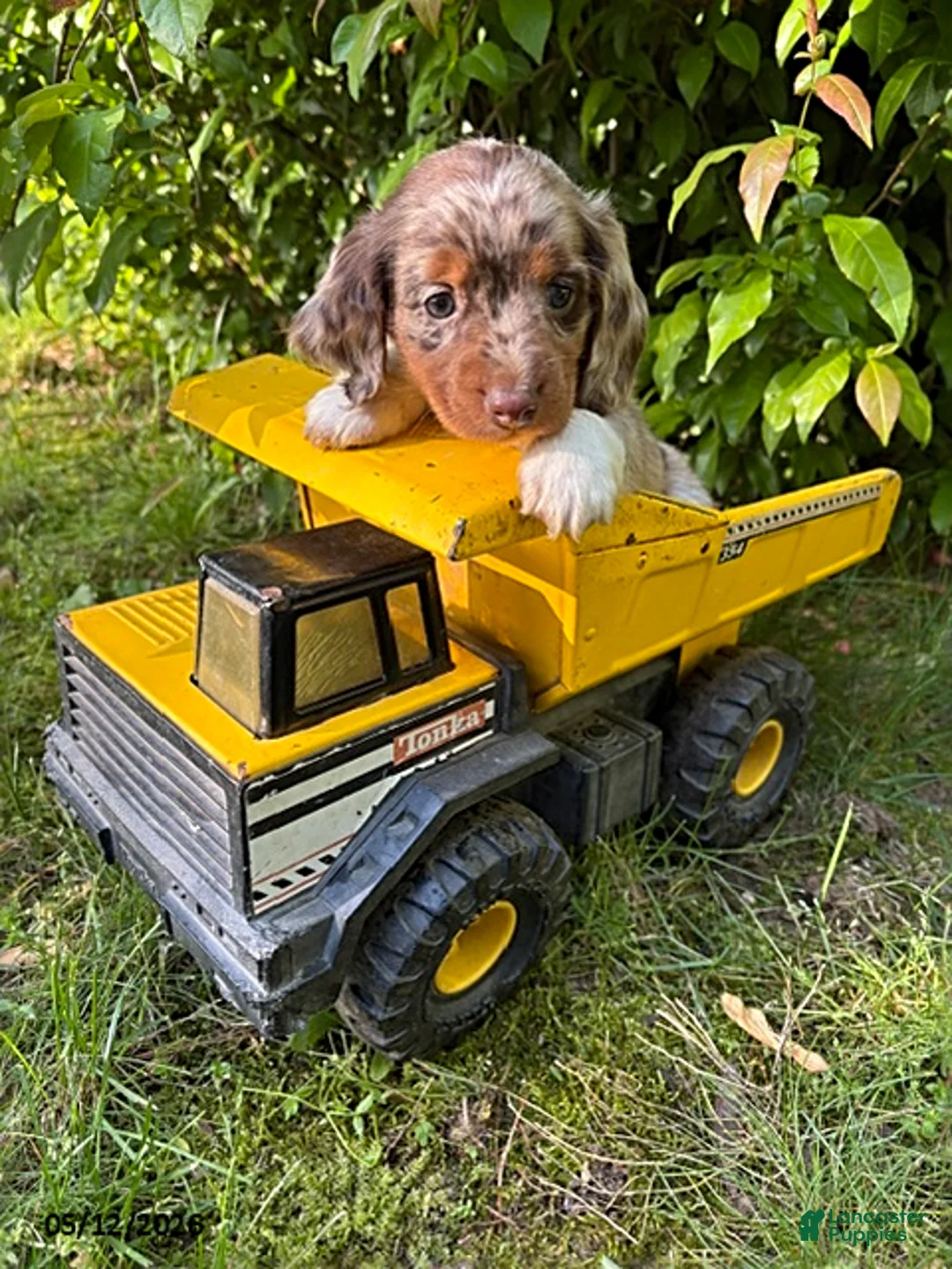 Dachshund dogs for sale: Cruz - Ad 1