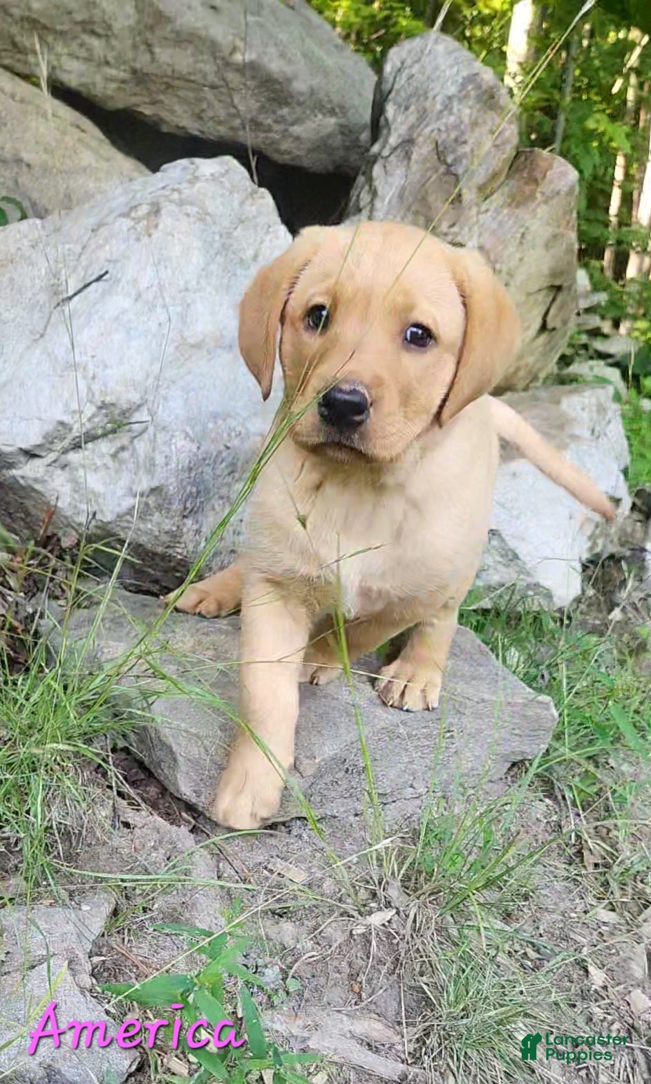 Labrador Retriever dogs America - Ad 1