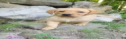 Labrador Retriever dogs for sale: America - Ad 1