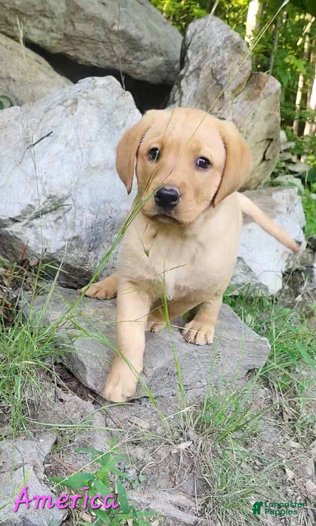 Labrador Retriever dogs for sale: America - Ad 1