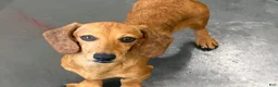 Miniature Dachshund dogs for sale: Ellis - Ad 2