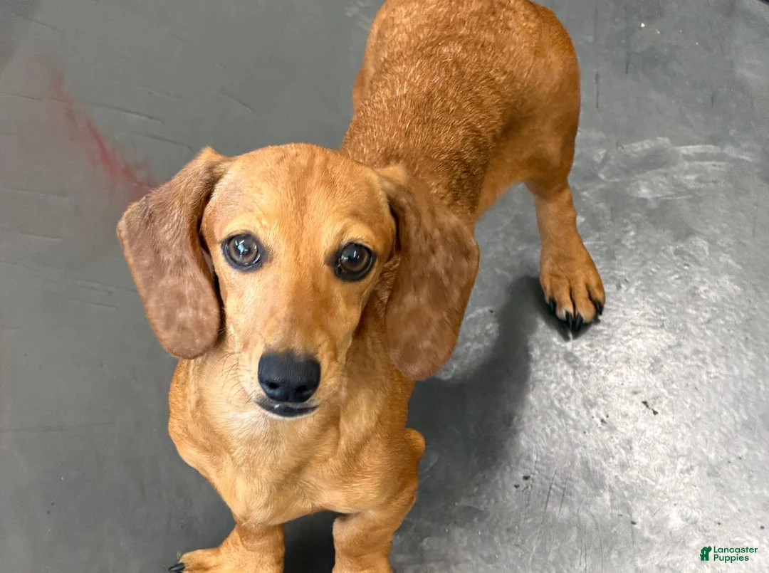 Miniature Dachshund dogs for sale: Ellis - Ad 2