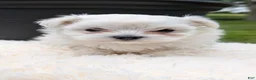 Maltese dogs for sale: Macy - Ad 11