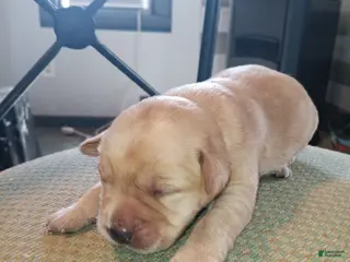 Labrador Retriever dogs Labrador Retriever Puppy 3 - Ad 5