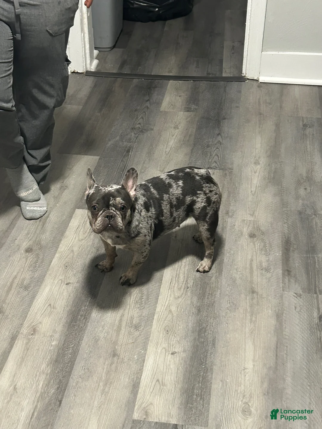 French Bulldog dogs for sale: French Bulldog Puppy 5 - Ad 2