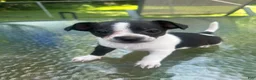 Mixed Breed dogs for sale: Oreo - Ad 2