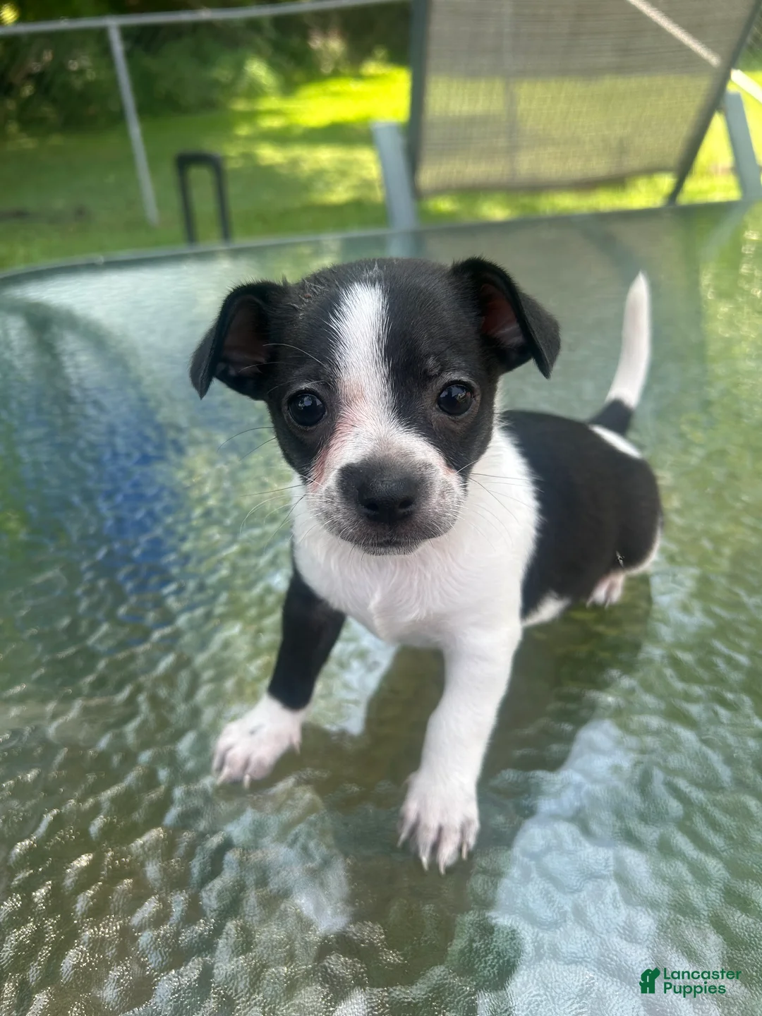 Mixed Breed dogs for sale: Oreo - Ad 2