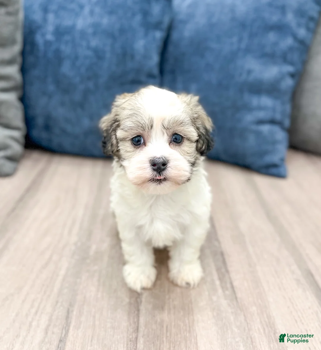 Havanese dogs for sale: Marcy - Ad 1