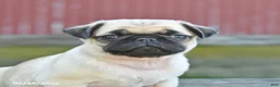 Pug dogs for sale: Licorice - Ad 3