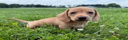 Miniature Dachshund dogs for sale: Rumi - Ad 2