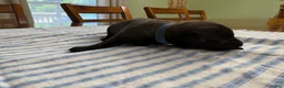 Belgian Malinois dogs for sale: Belgian Malinois 6 - Ad 1