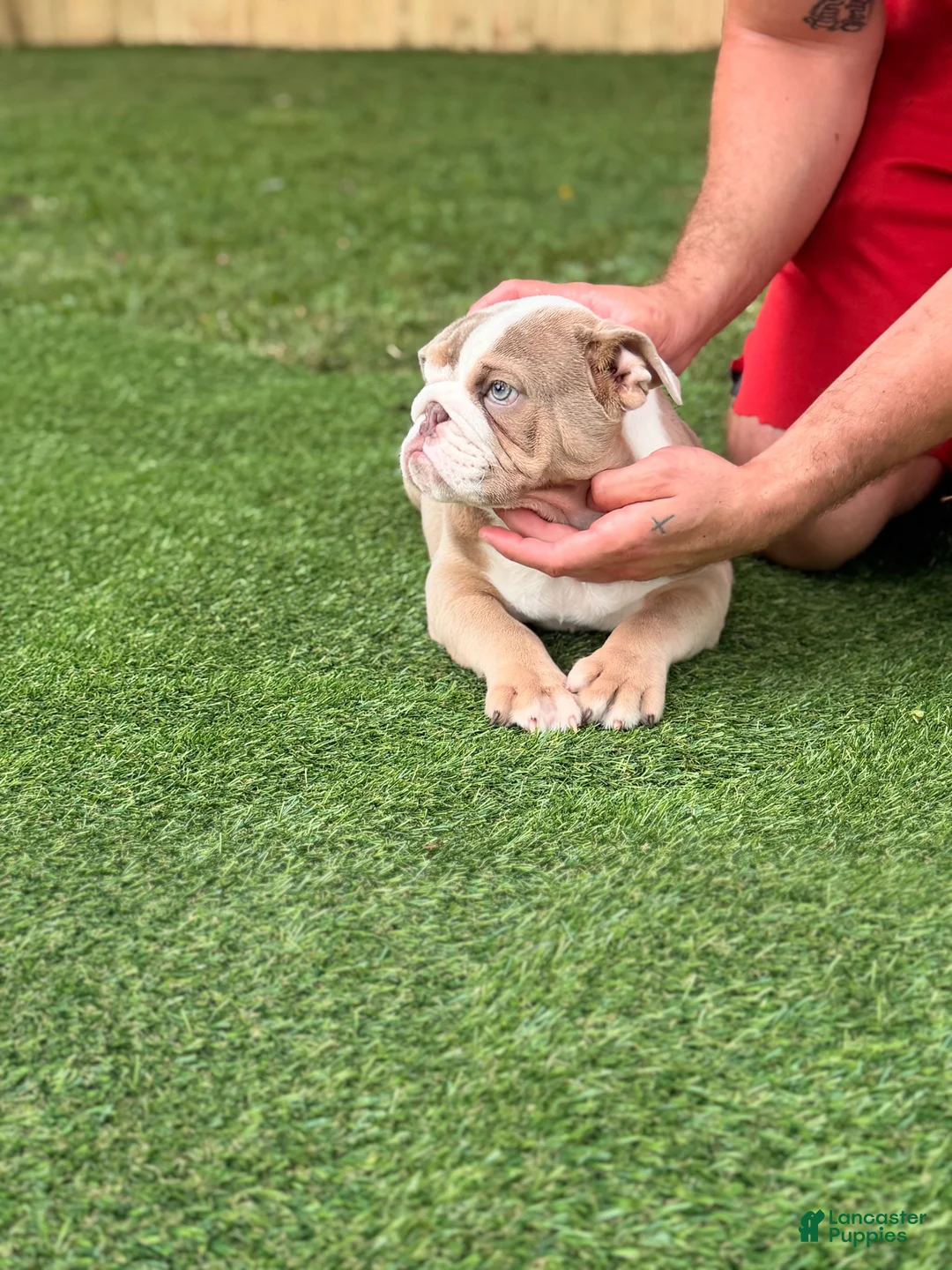English Bulldog dogs for sale: English Bulldog 1 - Ad 2