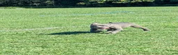 American Bully dogs for sale: Venus - Ad 20