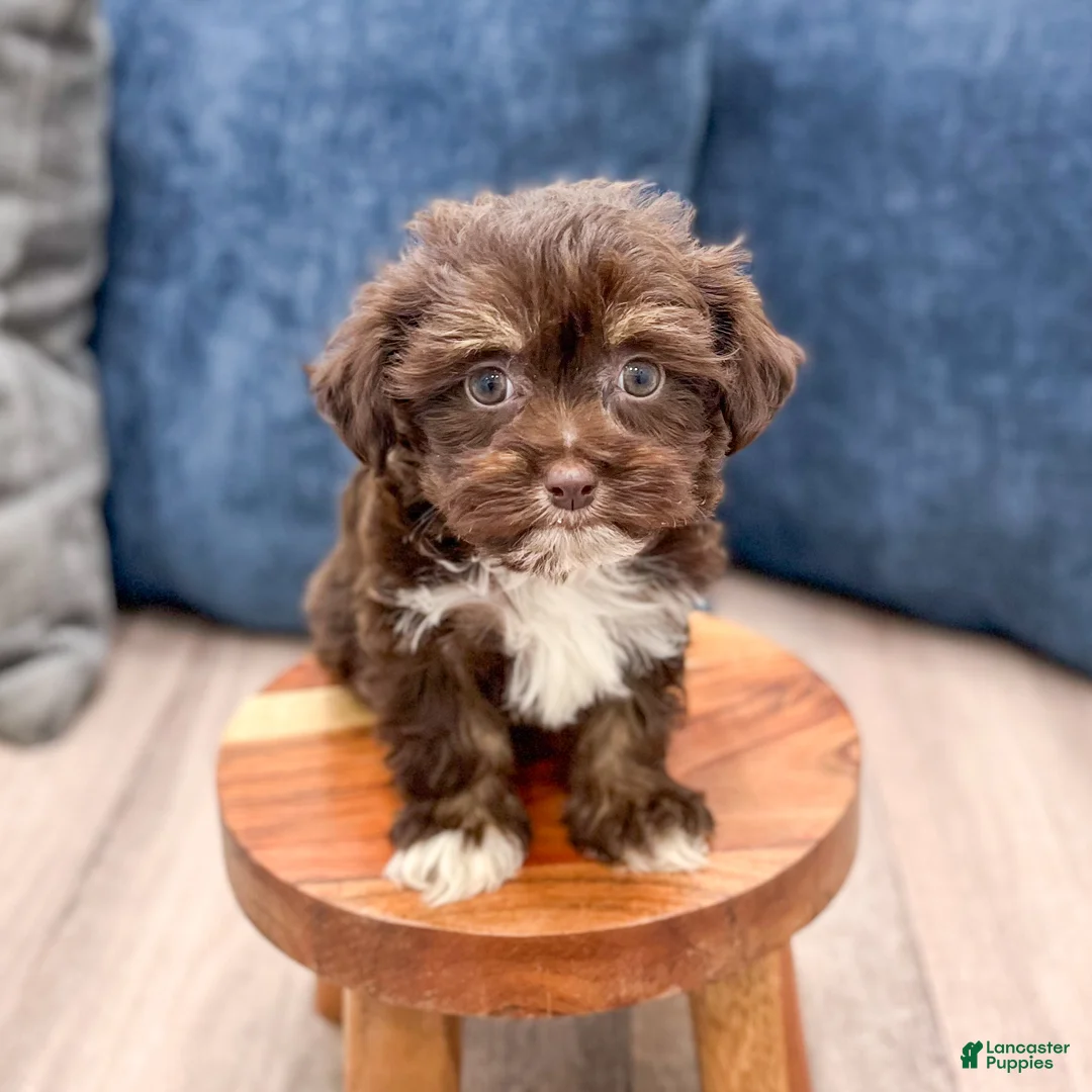 Havanese dogs for sale: Alexa - Ad 1