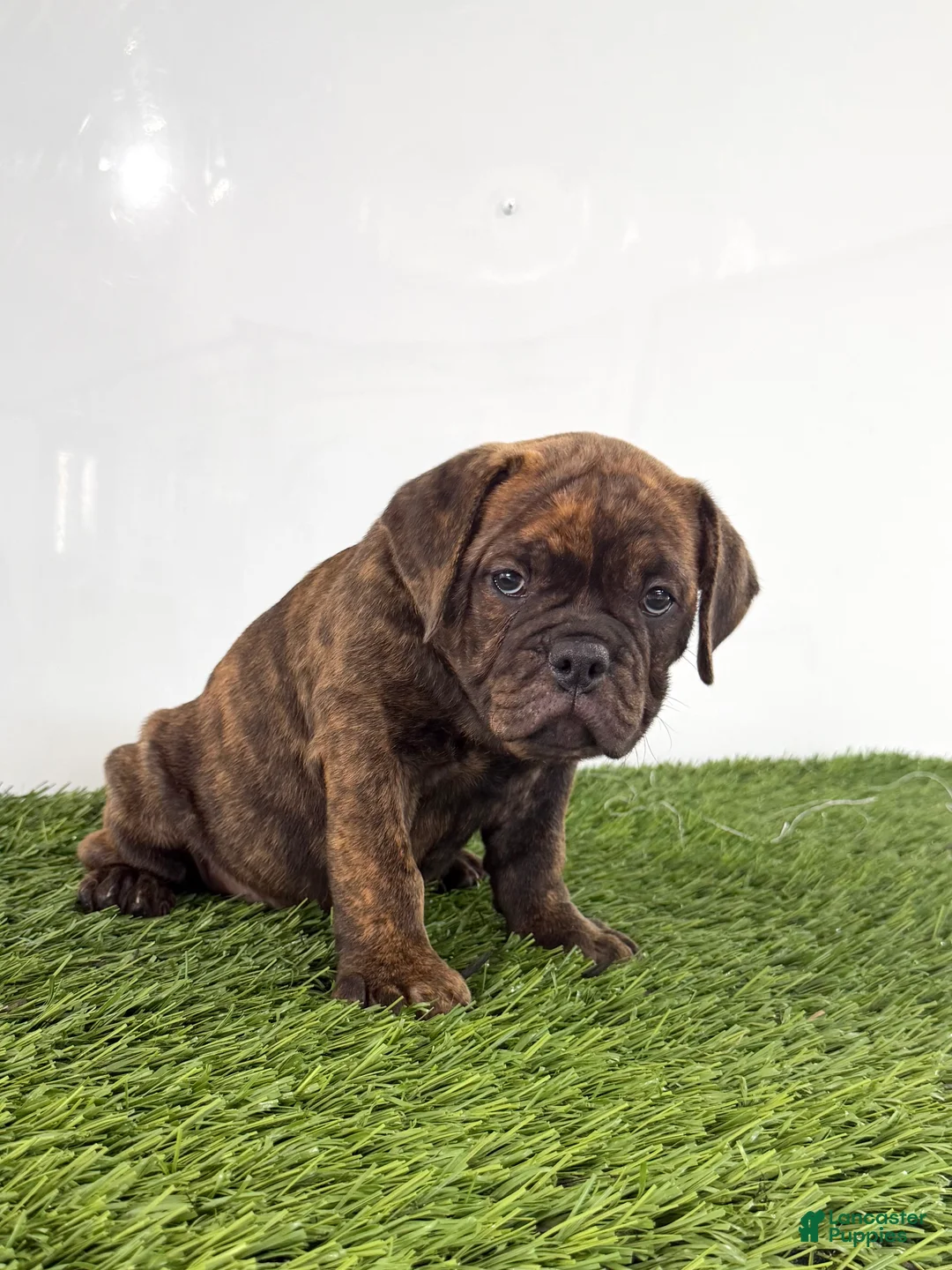 Olde English Bulldogge dogs for sale: Laken  - Ad 2