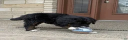 Bernedoodle dogs for sale: Bernedoodle Puppy Hazel - Ad 7