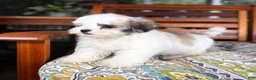 Malshi dogs for sale: Maverick  - Ad 10