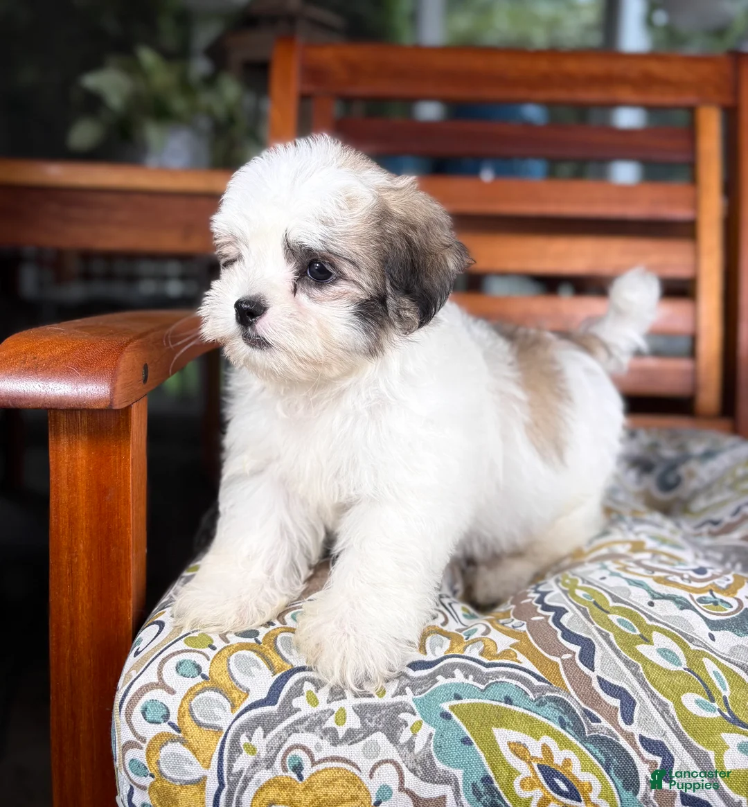 Malshi dogs for sale: Maverick  - Ad 10