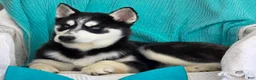Siberian Husky dogs for sale: Kylan - Ad 4