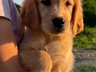 Golden Retriever dogs Brittany - Ad 42