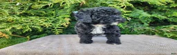 Mini Bernedoodle dogs for sale: Brock - Ad 6