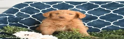 Labradoodle dogs for sale: Wickham  - Ad 3