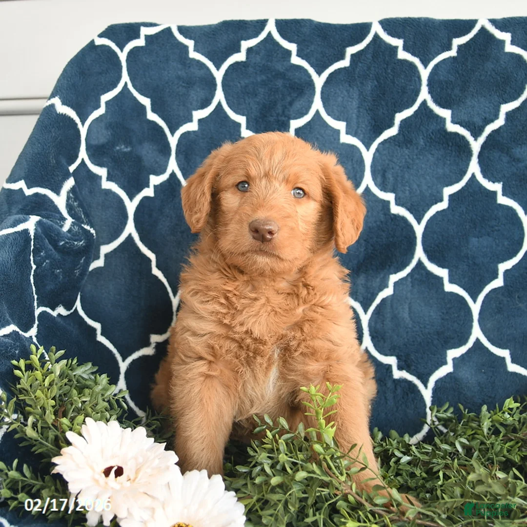Labradoodle dogs for sale: Wickham  - Ad 3