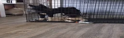 Akita dogs for sale: Yuki the Akita! - Ad 31