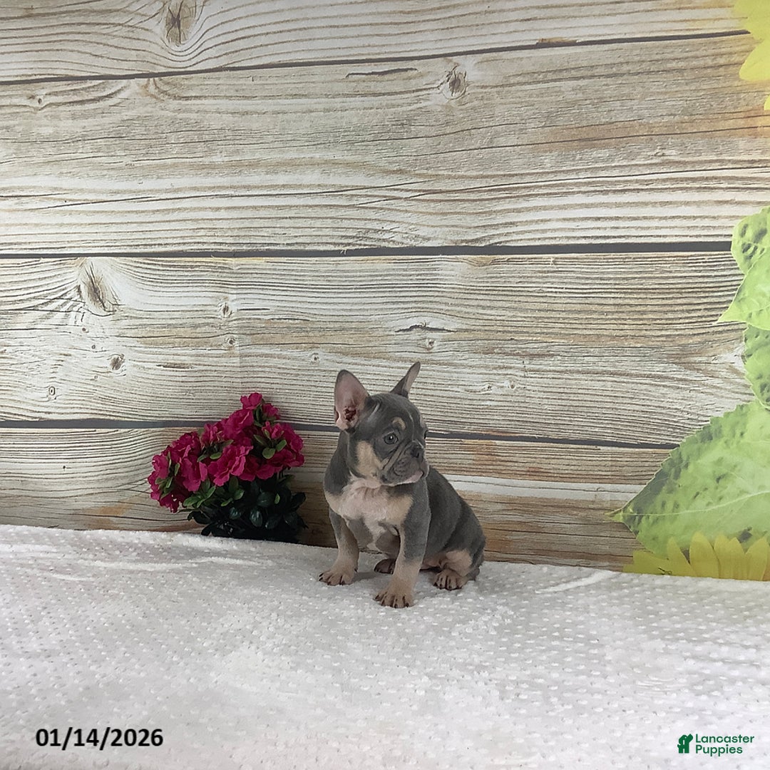 French Bulldog dogs for sale: Polly - Ad 3