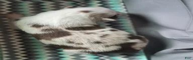 Australian Shepherd 5