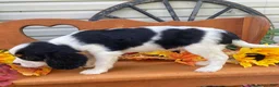 Cavalier King Charles Spaniel dogs for sale: Herbie- black tri - Ad 3