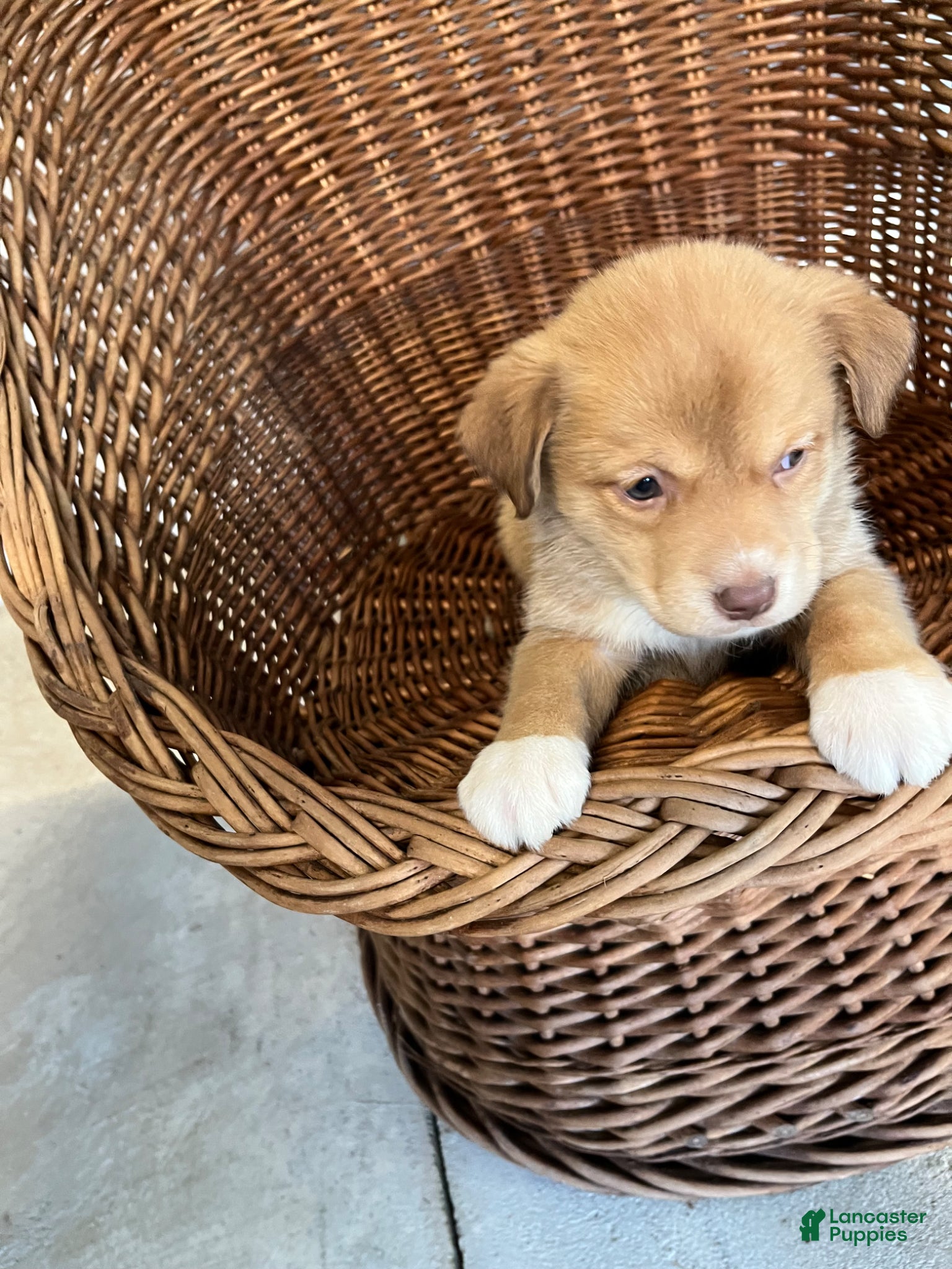 Golden Shepherd dogs for sale: Sheba - Ad 9