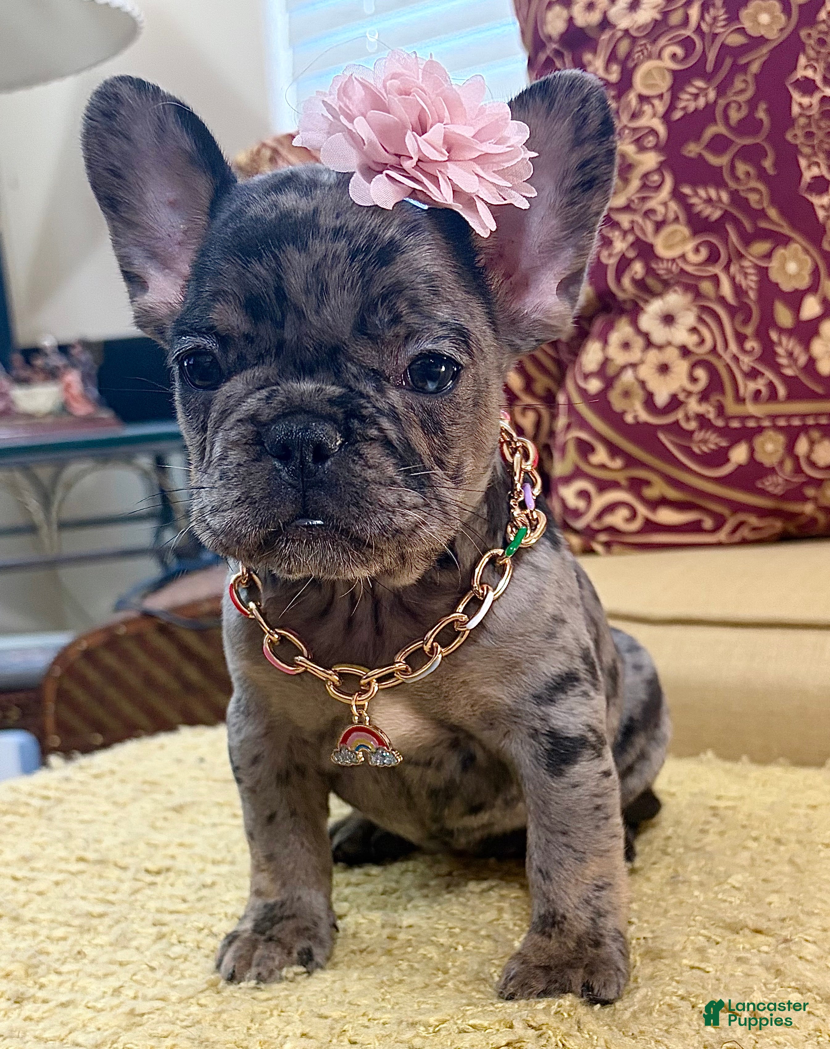 French Bulldog dogs Tilly Milly - Ad 2