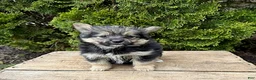 Mixed Breed dogs for sale: Rocco - Ad 3