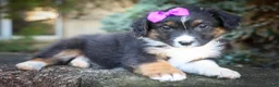Mini Aussiedoodle dogs for sale: Larson🐾 - Ad 6