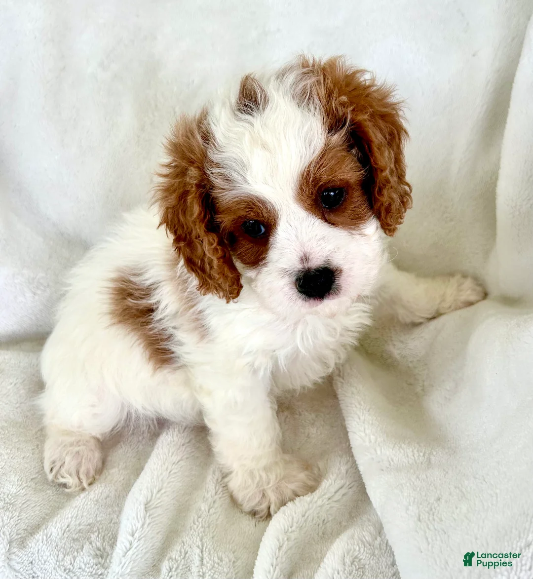 Cavapoo dogs for sale: Jasper 💙 - Ad 2