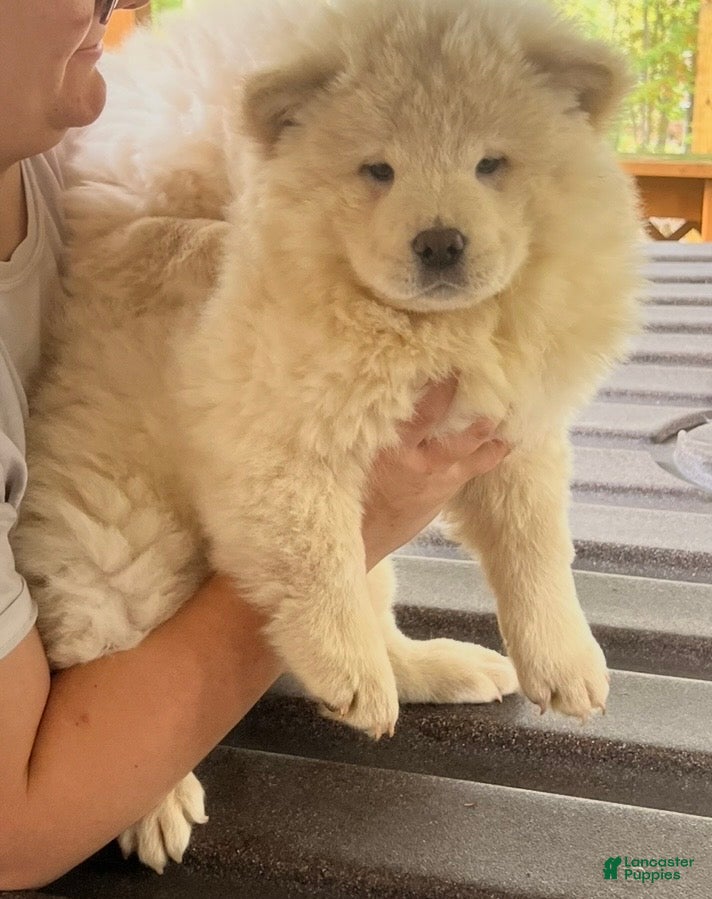 Friendly Chow Chow Puppies for sale Lancaster Puppies