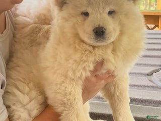 Chow Chow dogs - Ad 8