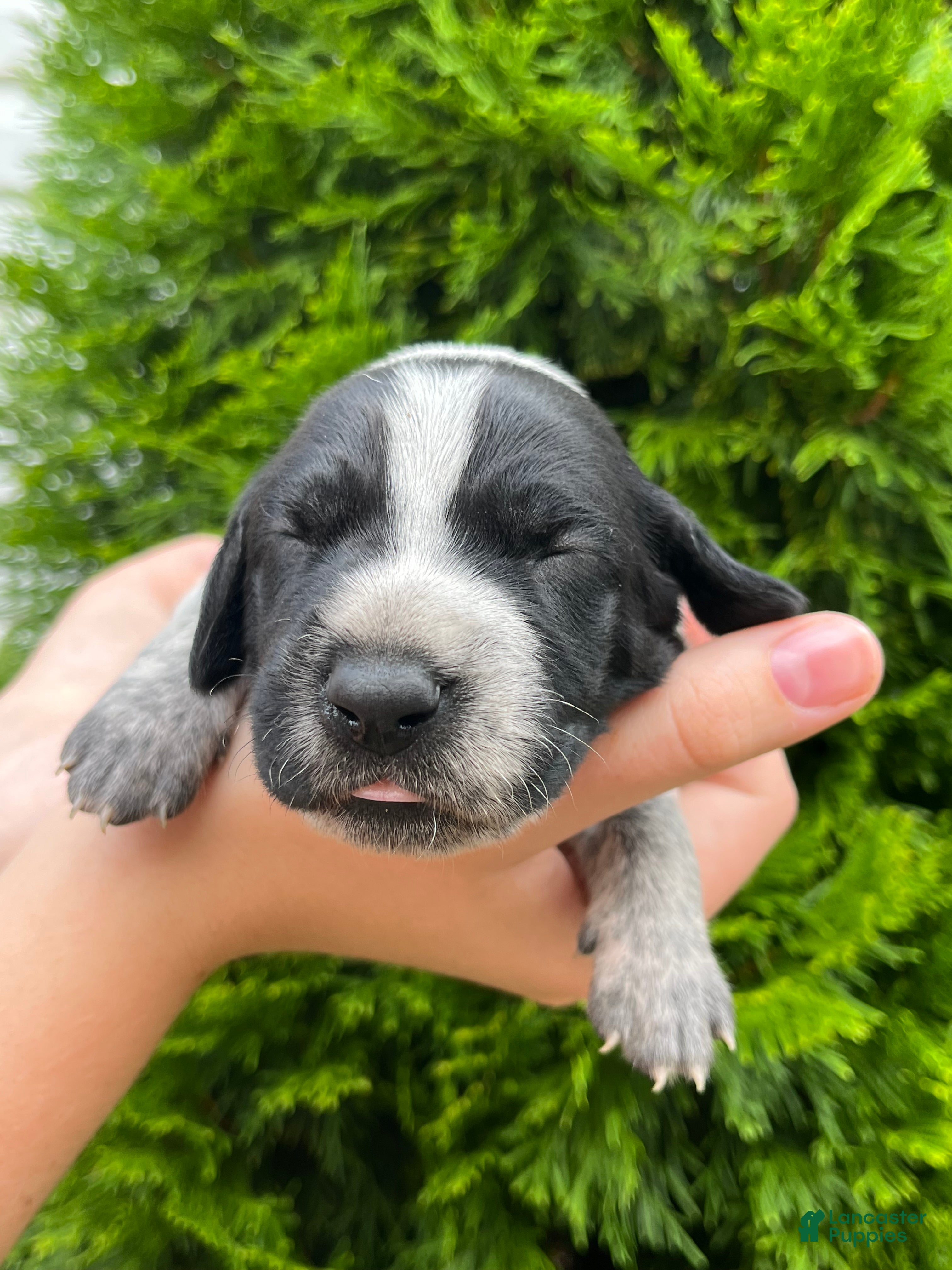 German Shorthaired Pointer dogs German Shorthaired Pointer (MALE E) - Ad 1
