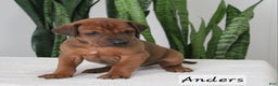 Rhodesian Ridgeback dogs for sale: Rhodesian Ridgeback Puppy 1 - Ad 1
