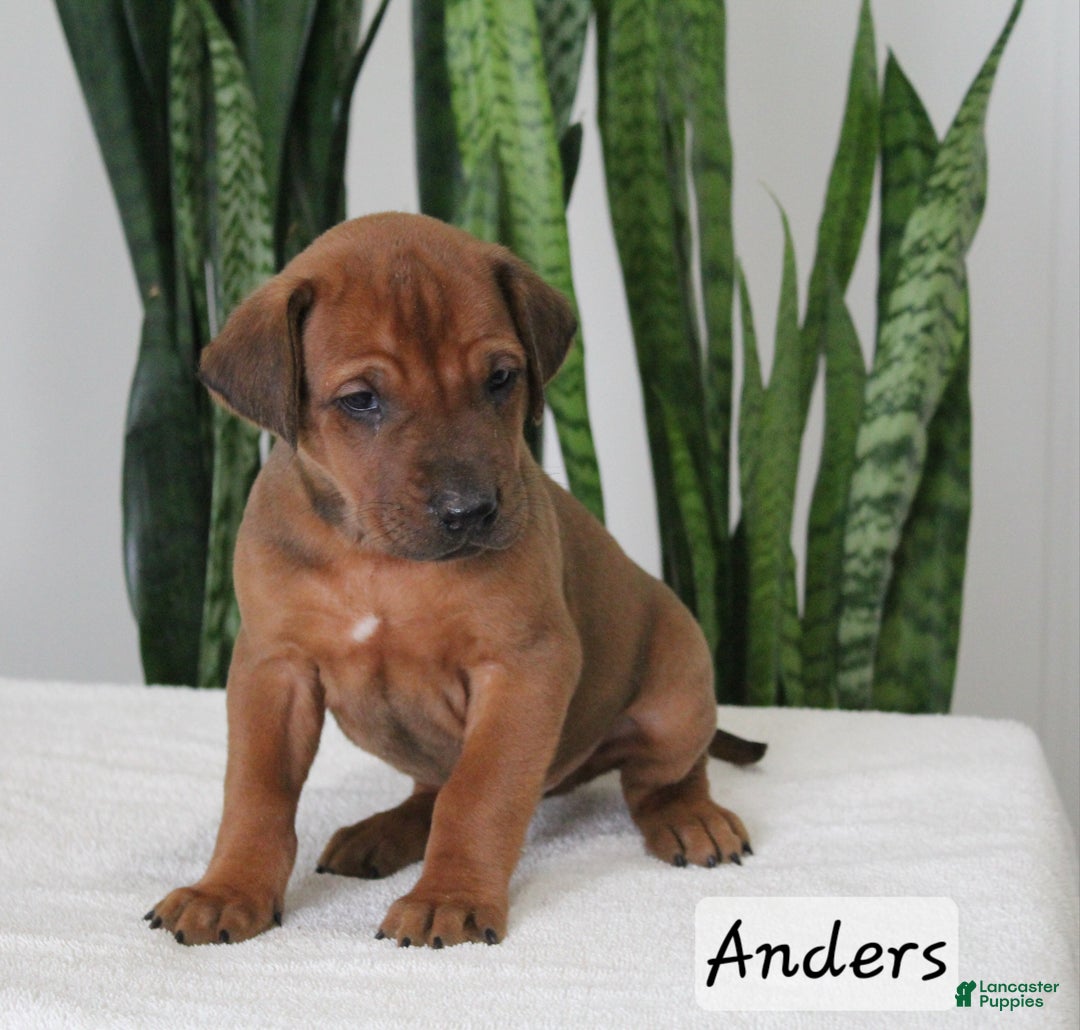 Rhodesian Ridgeback dogs for sale: Rhodesian Ridgeback Puppy 1 - Ad 1