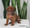 Rhodesian Ridgeback Puppy 1