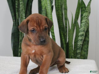 Rhodesian Ridgeback dogs Rhodesian Ridgeback Puppy 1 - Ad 5