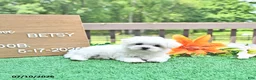 Maltese dogs for sale: Betsy - Ad 1