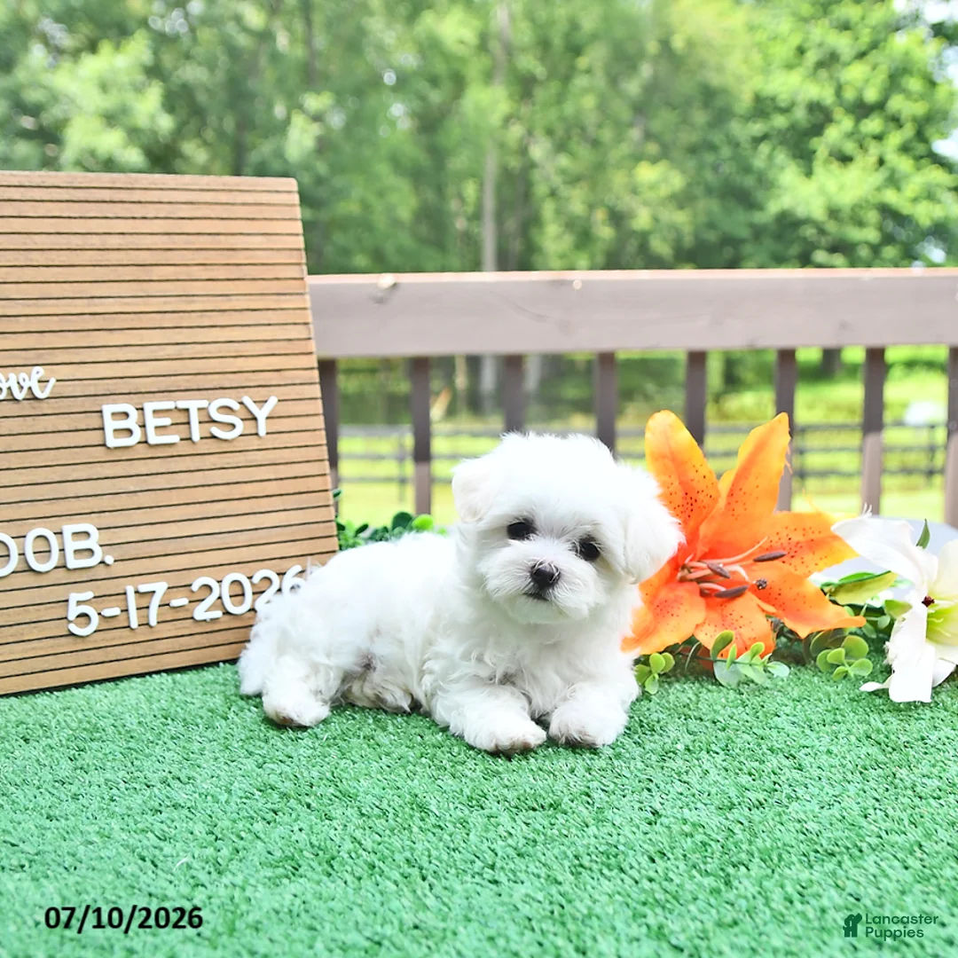 Maltese dogs for sale: Betsy - Ad 1
