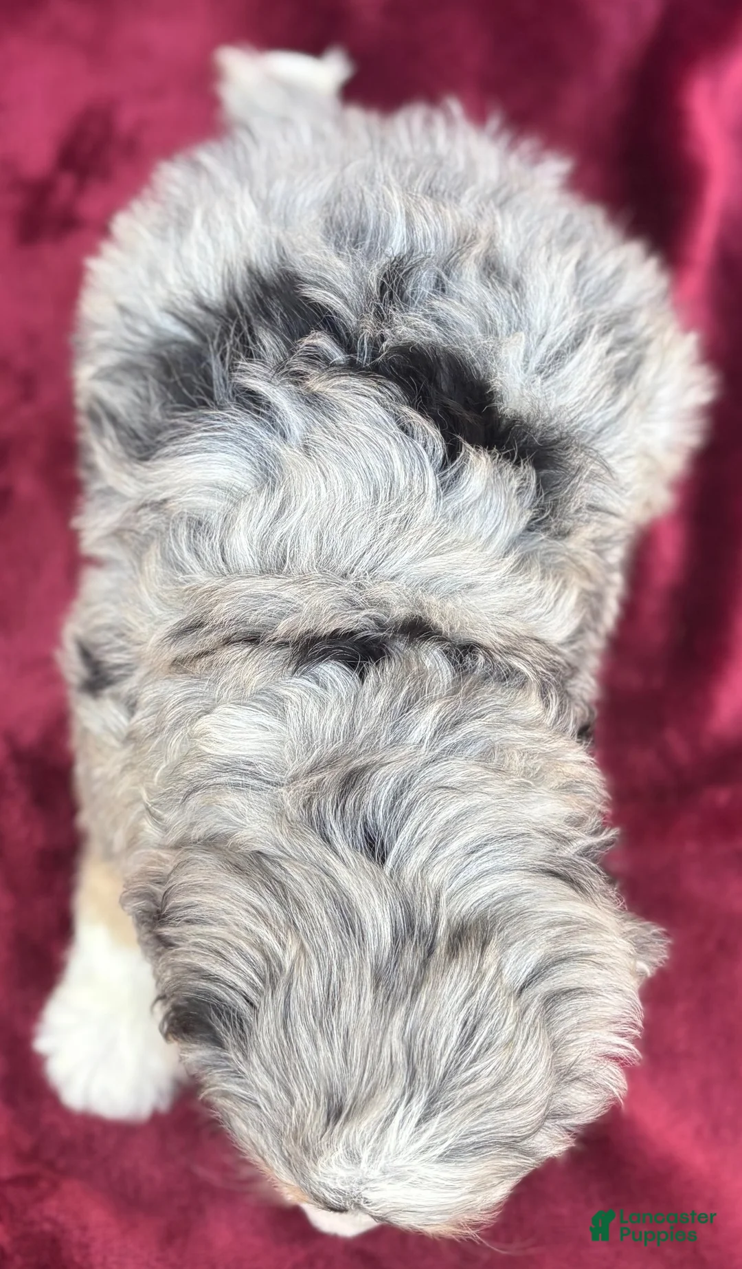 Mini Bernedoodle dogs for sale: Kolly  - Ad 4